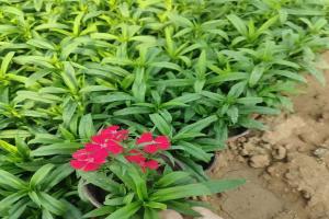 常夏石竹花期(几月份开花)