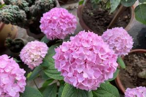 绣球花和无尽夏有什么区别
