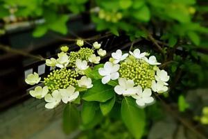绣球花和琼花的区别