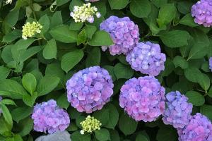 绣球花和紫阳花的区别