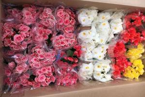 怎样分辨海棠花有毒还是无毒