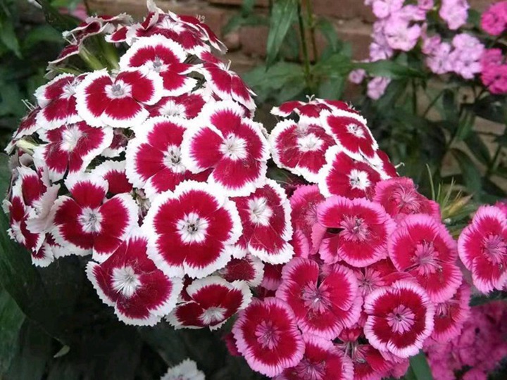 常夏石竹33333.jpg