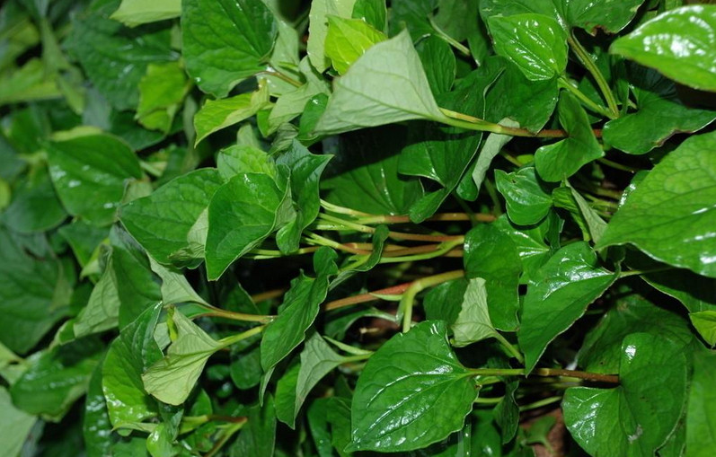 鱼腥草.jpg