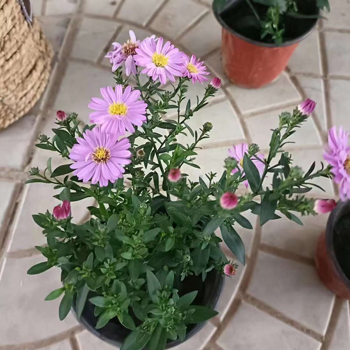 荷兰菊.jpg