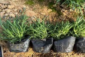 欧石竹的种植与养护技巧