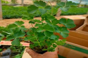 耧斗菜用深盆还是浅盆