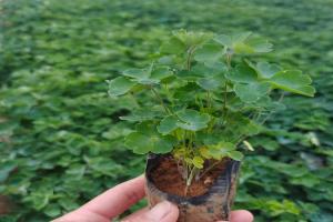 耧斗菜的功效与作用