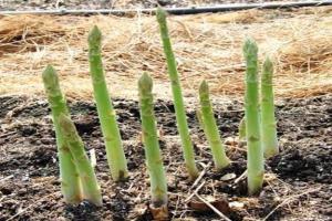 野菜名称大全