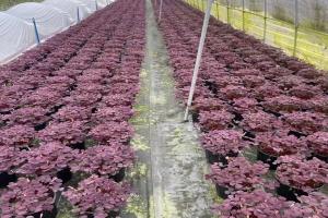 紫叶酢浆草种子种植方法