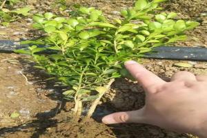 瓜子黄杨苗种植注意事项