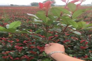 红叶石楠苗每平方米植多少棵