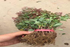 红叶小檗苗优缺点