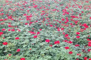 21朵玫瑰花的花语是什么