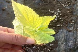 彩叶草的风水含义