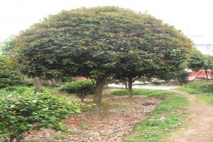 桂花树种植技术和施肥方法是怎样的？