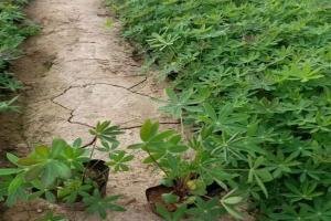 鲁冰花种植方法和时间