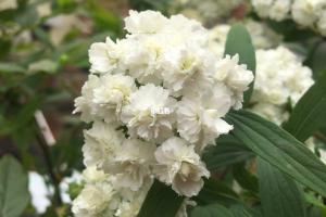 重瓣绣线菊的种植方法和种植时间