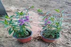 香彩雀一年开几次花