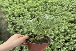 薰衣草花期在几月份