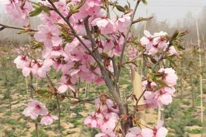 樱花树几年可以开花？都有哪些品种？