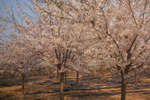 日本樱花树什么时候开花？花期多久？