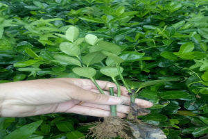 冬青苗什么时候栽植合适