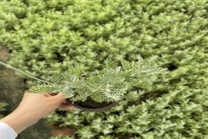 薰衣草种植时间和方法