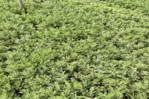 薰衣草适合在南方种吗