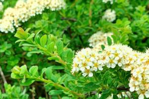 [高山绣线菊]高山绣线菊花期_图片_用途