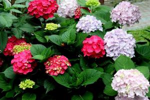 绣球花为什么叫招鬼花