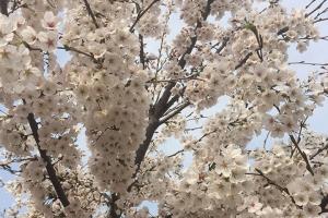 樱花树苗什么时候种植最好？