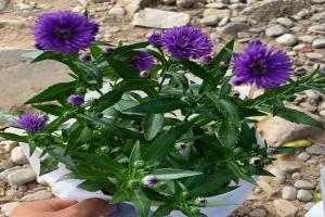 丹麦翠菊几月份开花