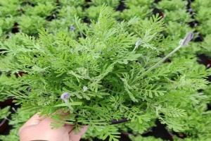 薰衣草会越长越多吗